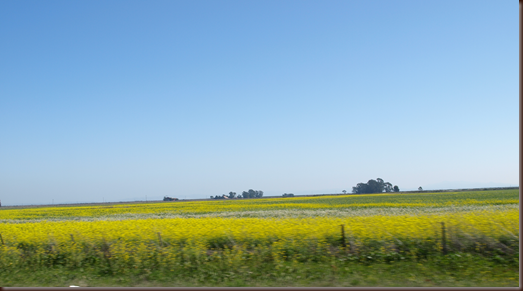 field of mustard