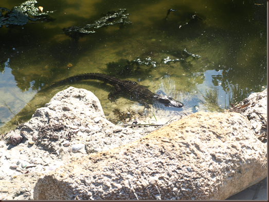 Sanibel Island alligator