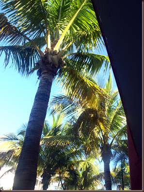 Sanibel Island palm tree