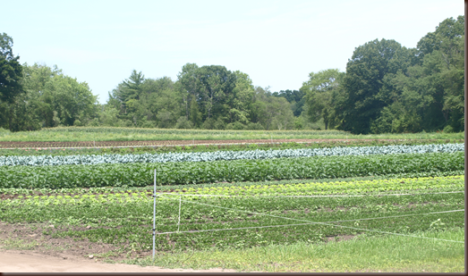 Volante Farms