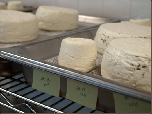 making goat cheese