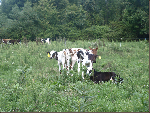 calves at Robinson Farm
