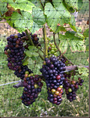 wine grapes, Long Island