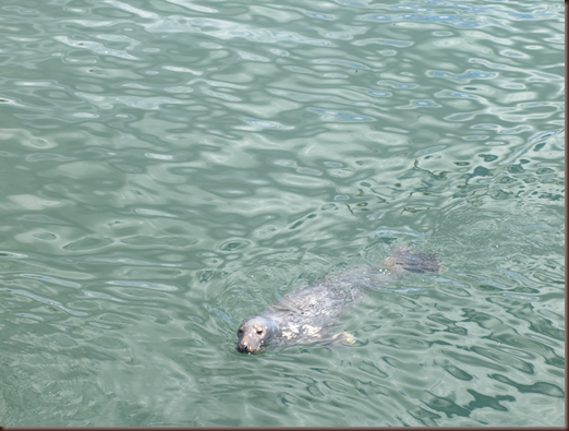 seals in Chatham