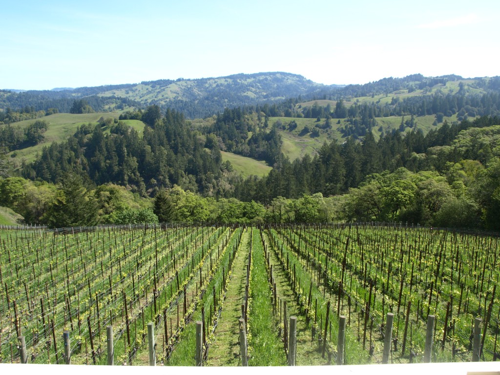 vineyards in Northern Sonoma