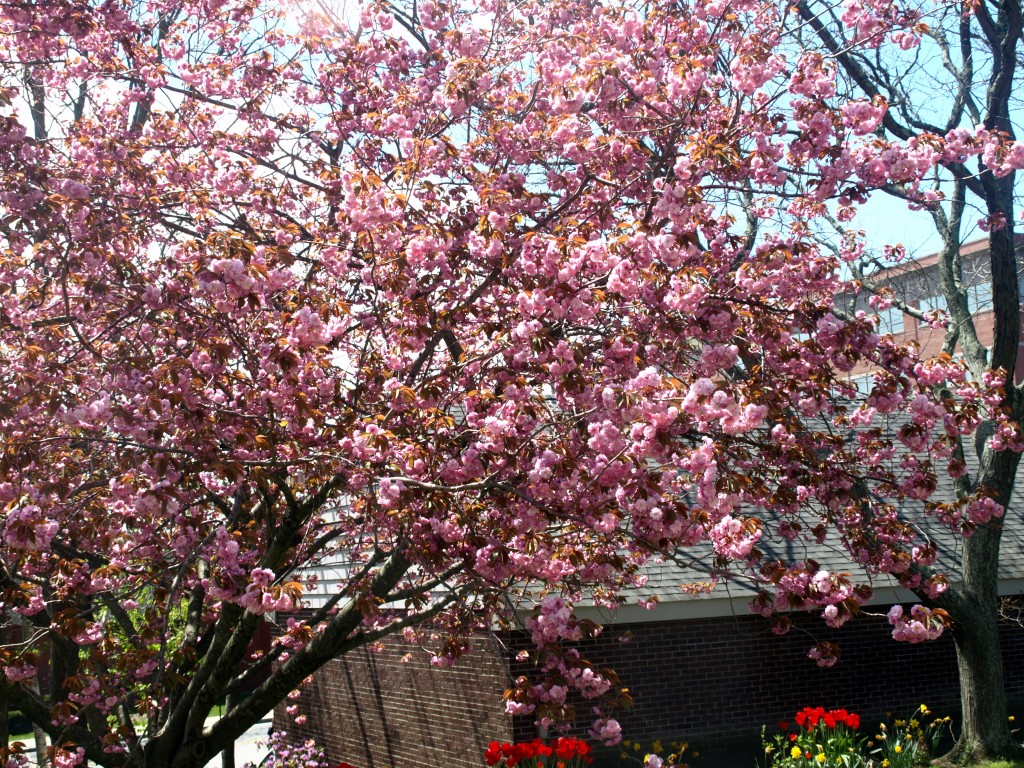 Spring in Massachusetts