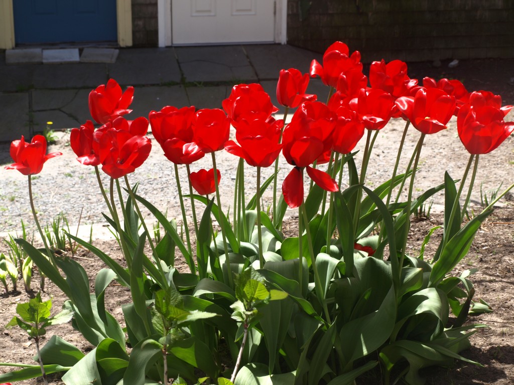 spring tulips