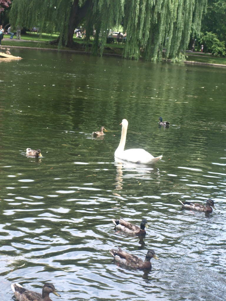 swans in Boston