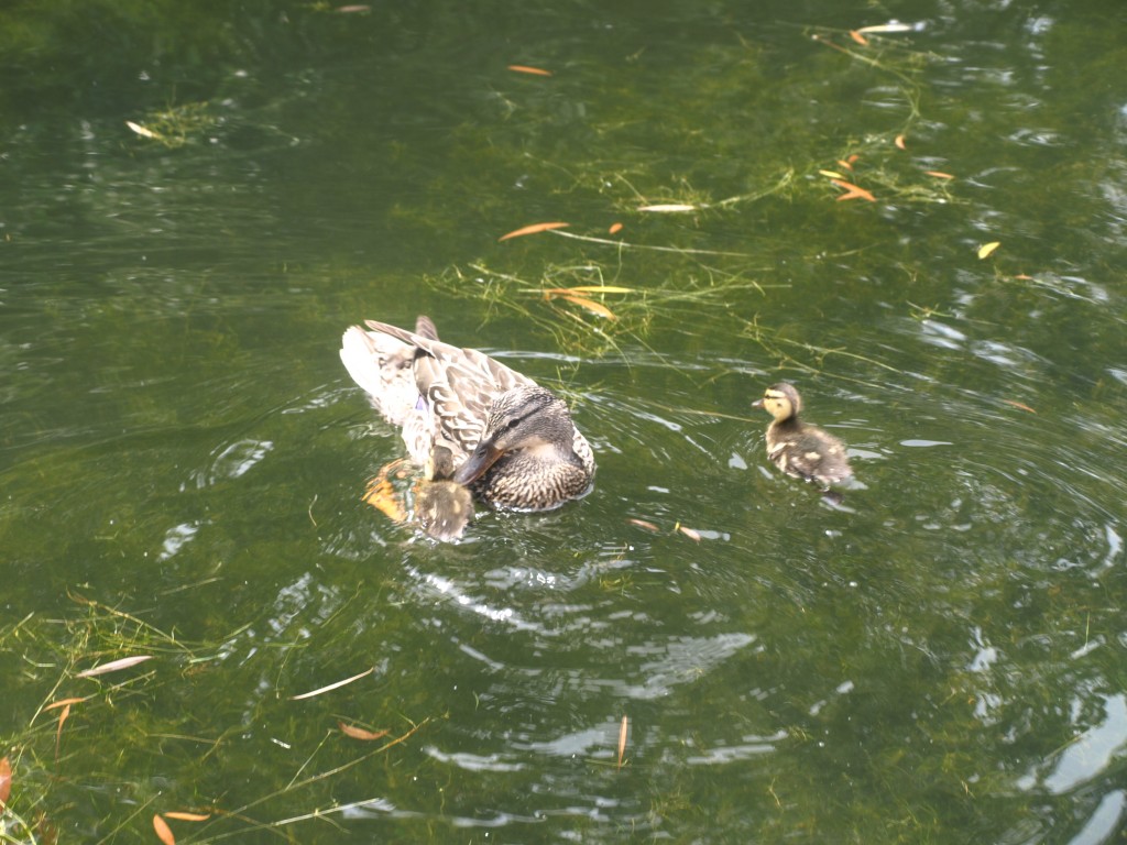 Make way for ducklings