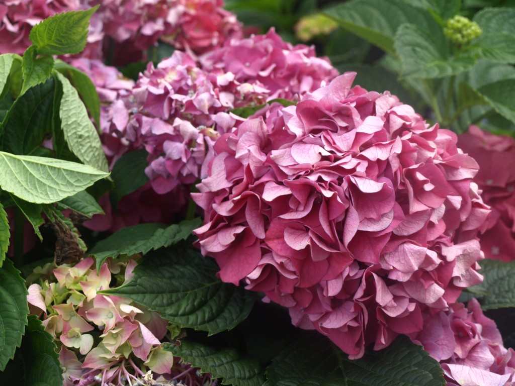 hydrangeas