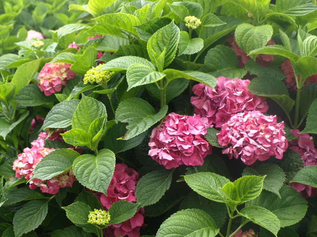 hydrangeas