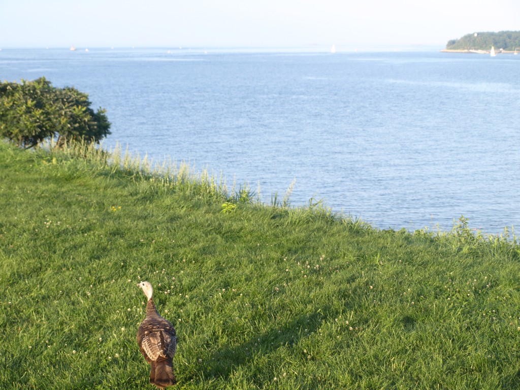 Spectacle Island turkey