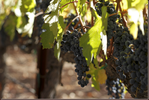 wine grapes Napa Valley