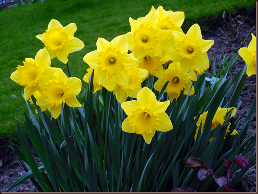 Spring daffodils in Scotland