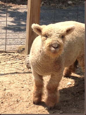 Davis Family Farm