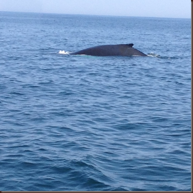 Boston Harbor Cruises Whale Watch