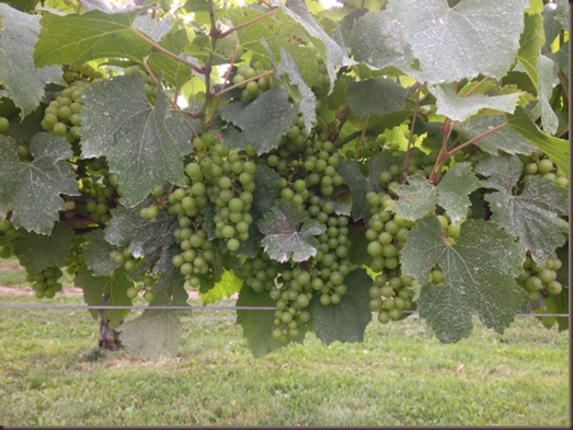 Westport Rivers wine grapes
