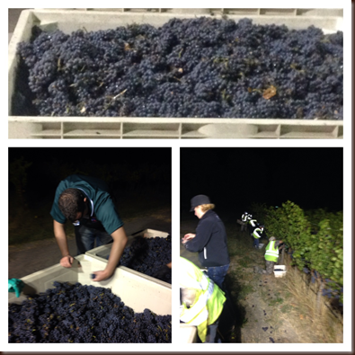 Sonoma County Harvest 2014