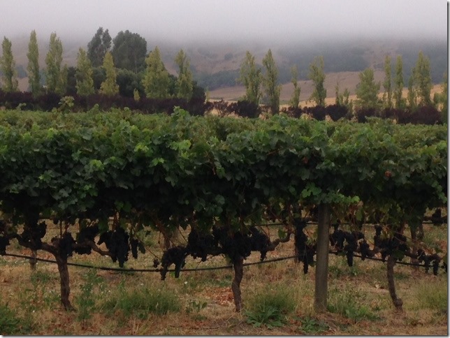 Sonoma County vineyards