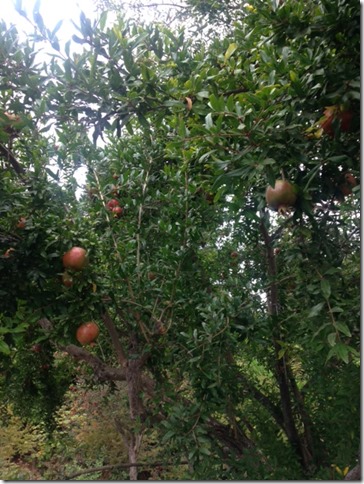 pomegranates