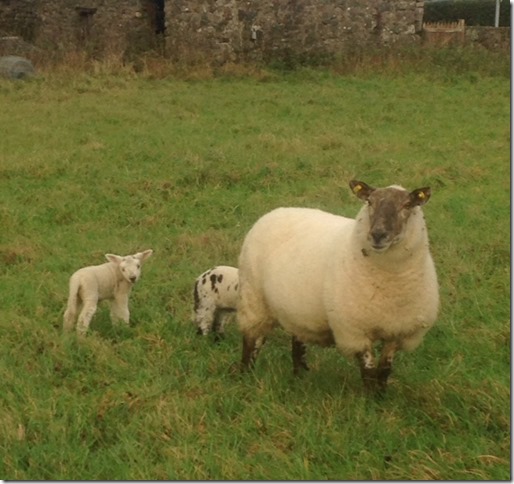 sheep in Sligo