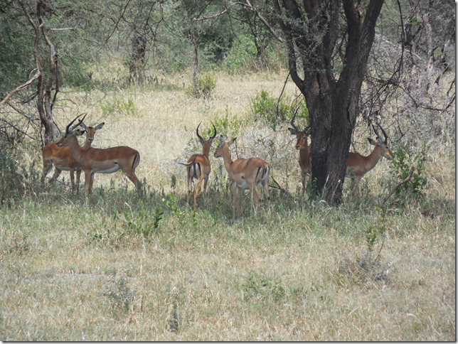 impalas in Tarangire National Park