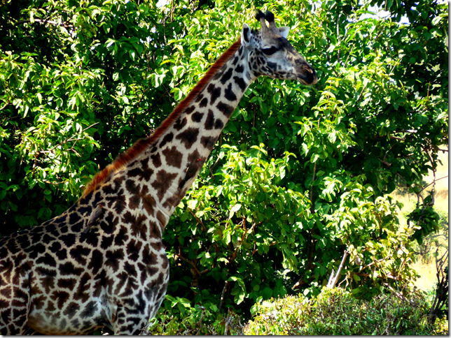 giraffe in Tanzania