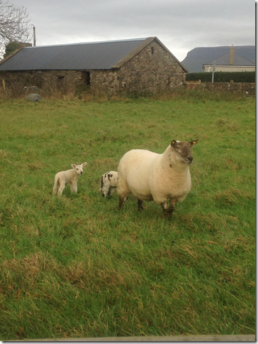 lambs in Ireland