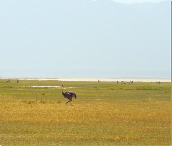 ostrich in Tanzania