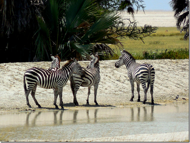 zebras in the water