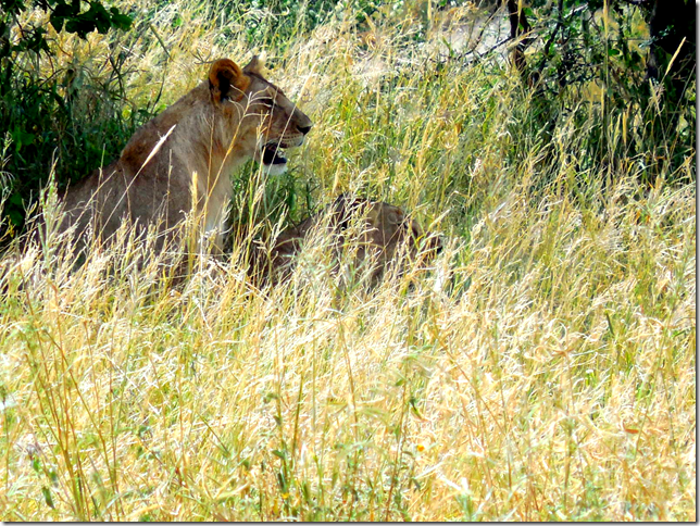 lioness in Tanzania