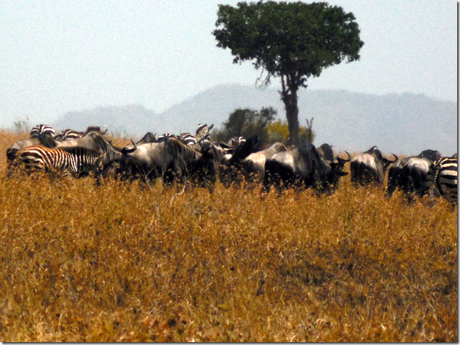 Serengeti migration wildebeests