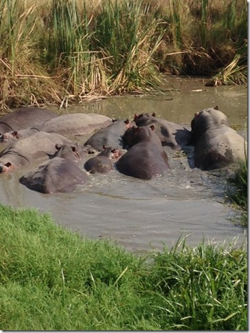 Serengeti hippos