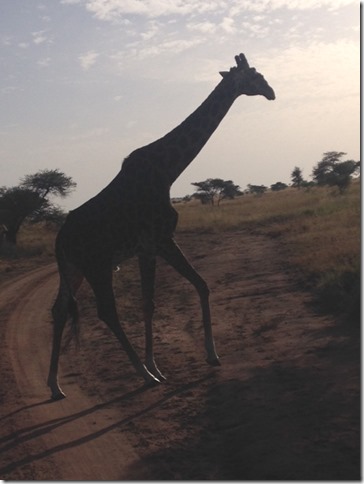 giraffe in the Serengeti
