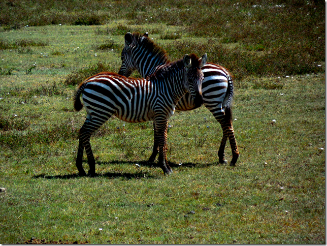 zebras in Ngorogoro
