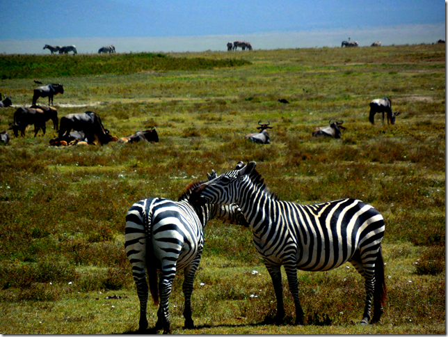 zebras on safari