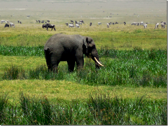 elephant in Ngorogoro Crater