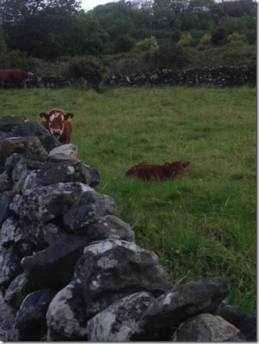 cows in Ireland