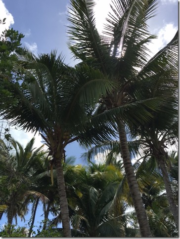 Playa Azul palm tree grove