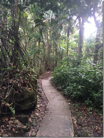 Ell Yunque trail
