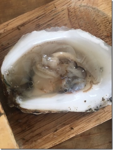 oyster 