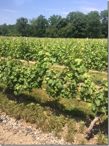 North Fork vineyard