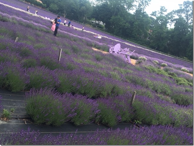 lavender fields in Long Island