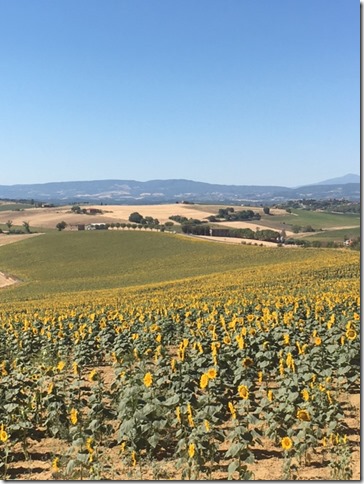 sunflowers in Tuscany